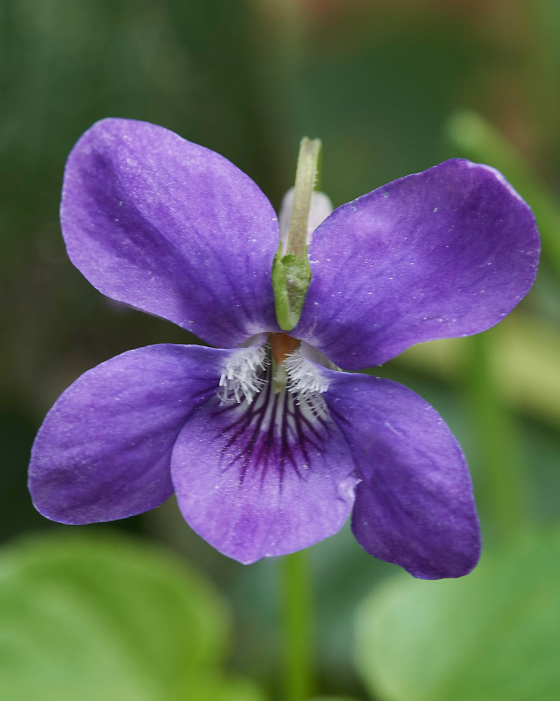 DogViolet1504172