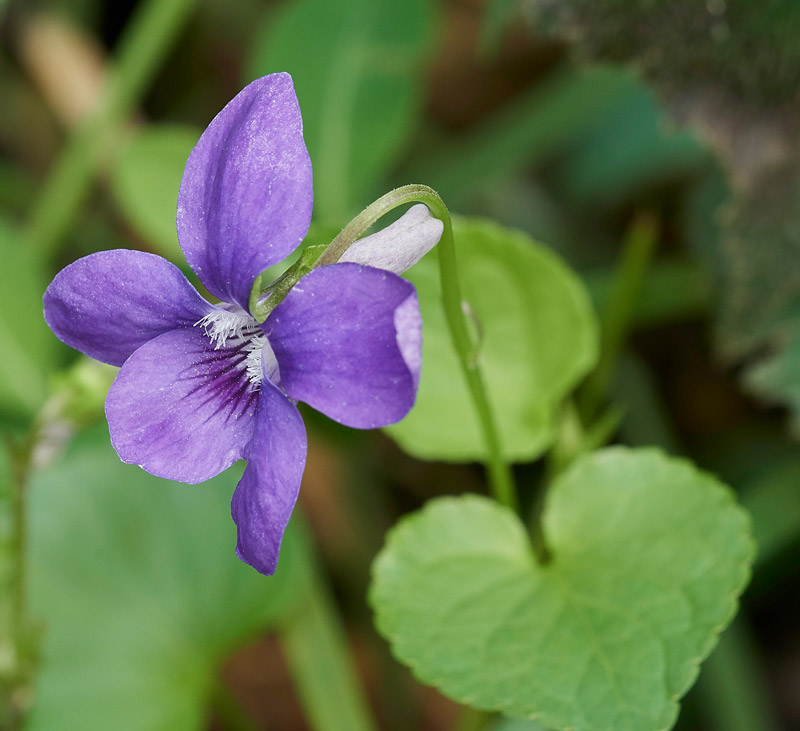 DogViolet1504173