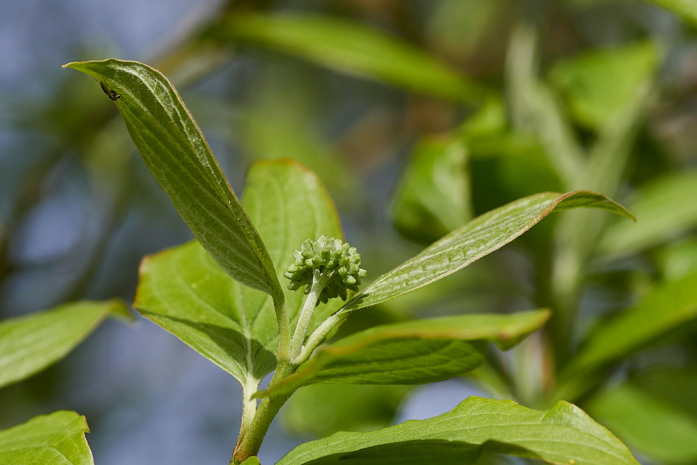 Dogwood0504171