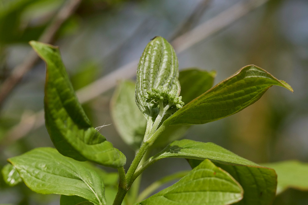 Dogwood0504172