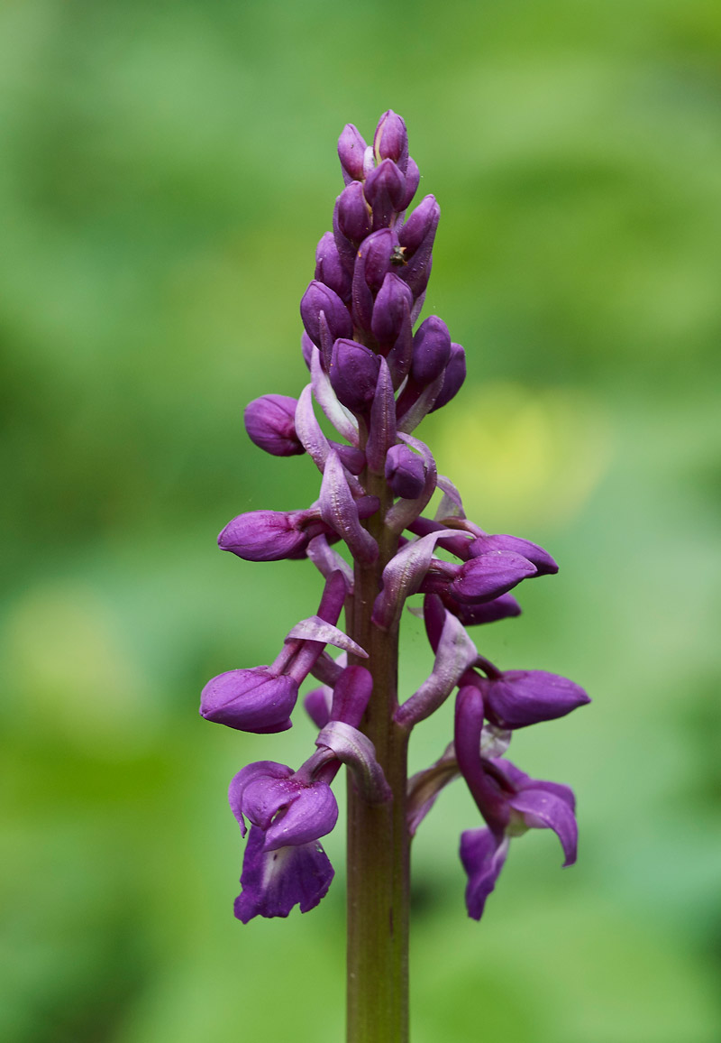 EarlyPurpleOrchid2004171