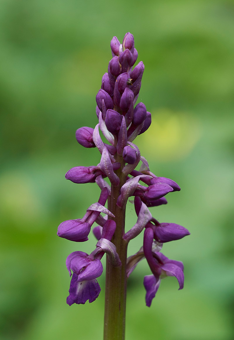 EarlyPurpleOrchid2004172