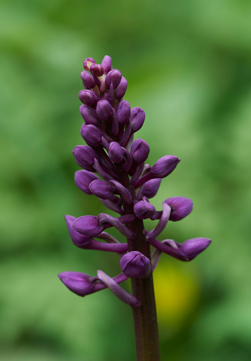 EarlyPurpleOrchid2004173