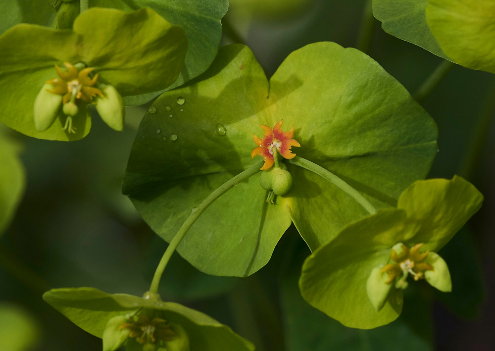 Euphorbia2604171