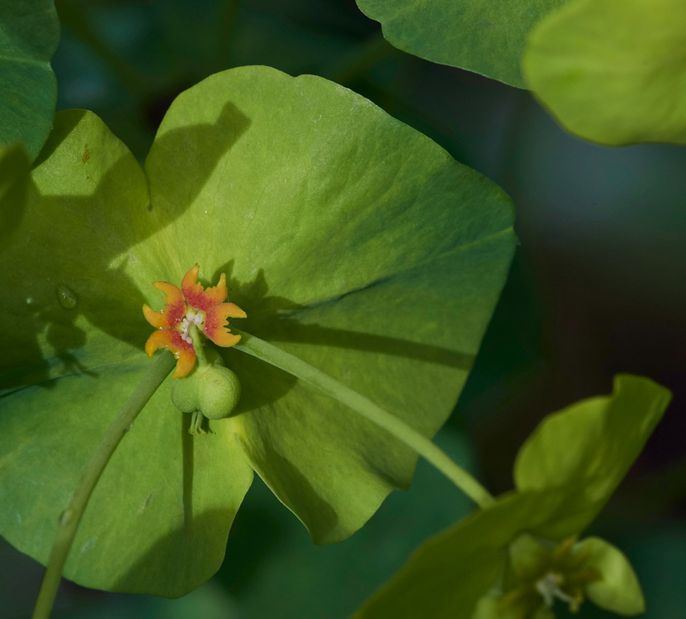 Euphorbia2604172