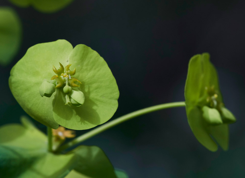 Euphorbia2604173