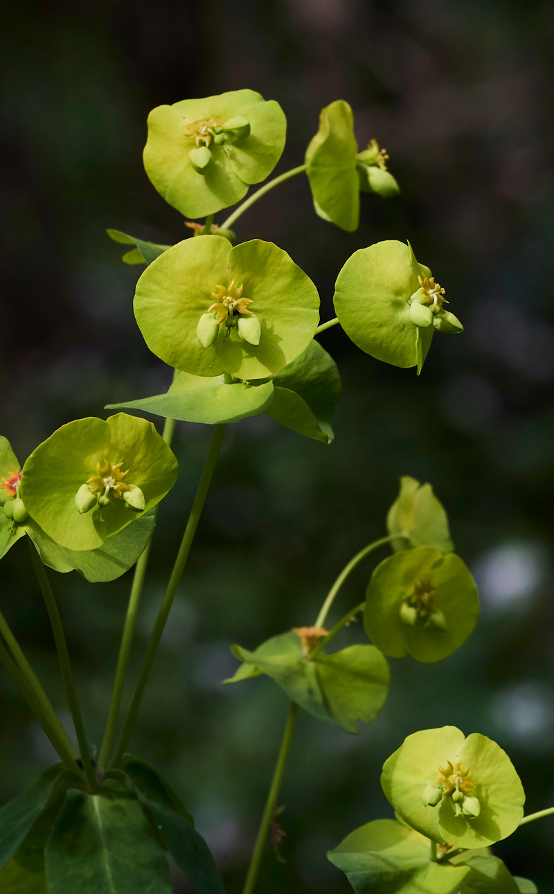 Euphorbia2604174