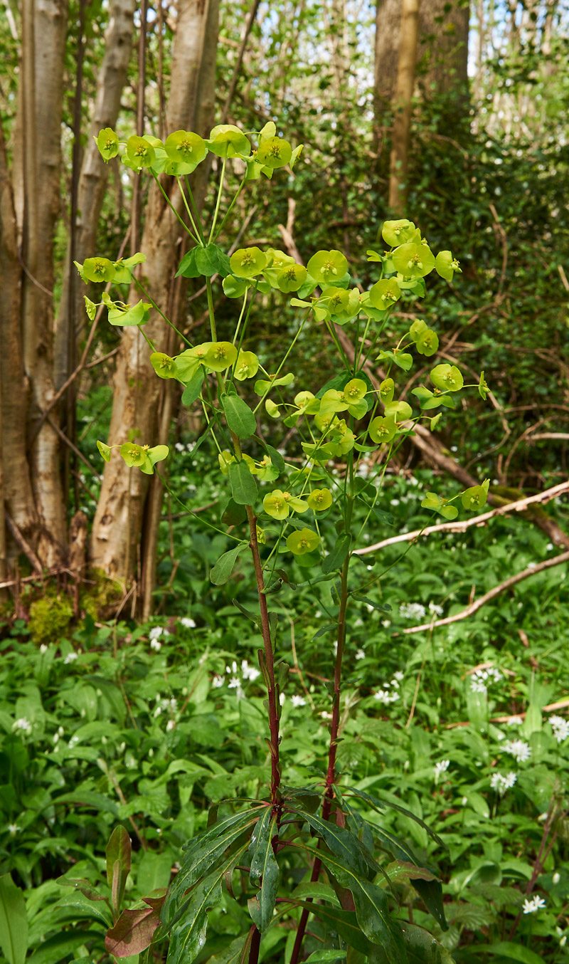 Euphorbia2604176