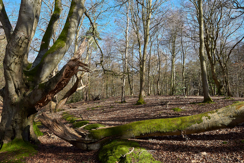 Felbrigg0903174