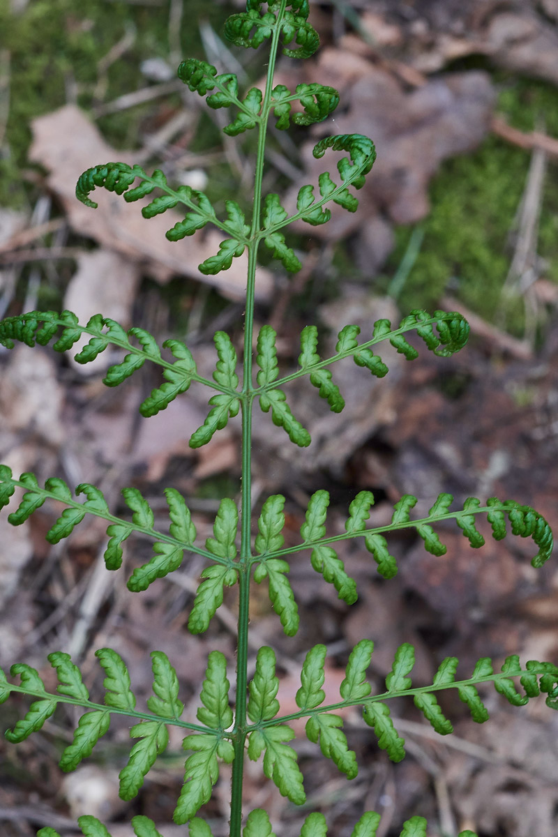 Fern0704172