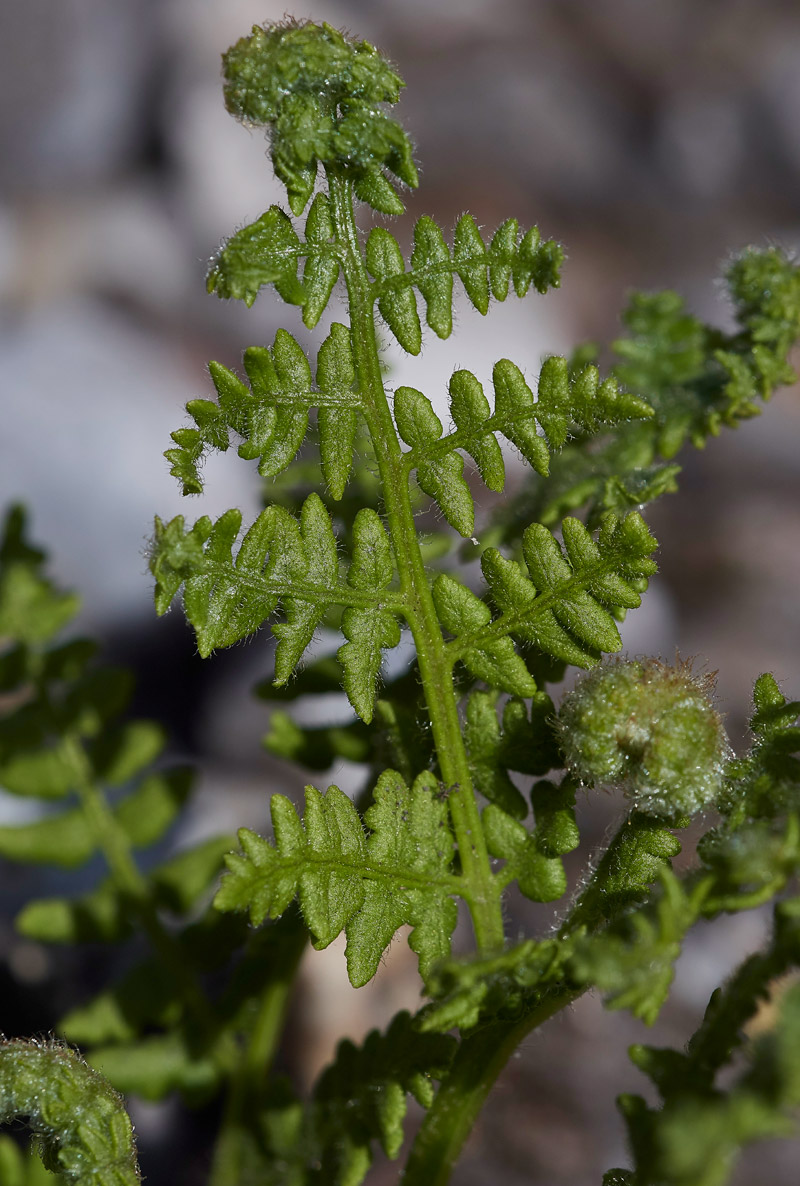 Fern0904171