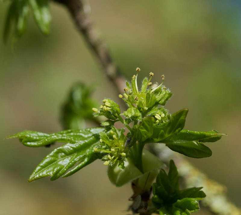 FieldMaple0504171