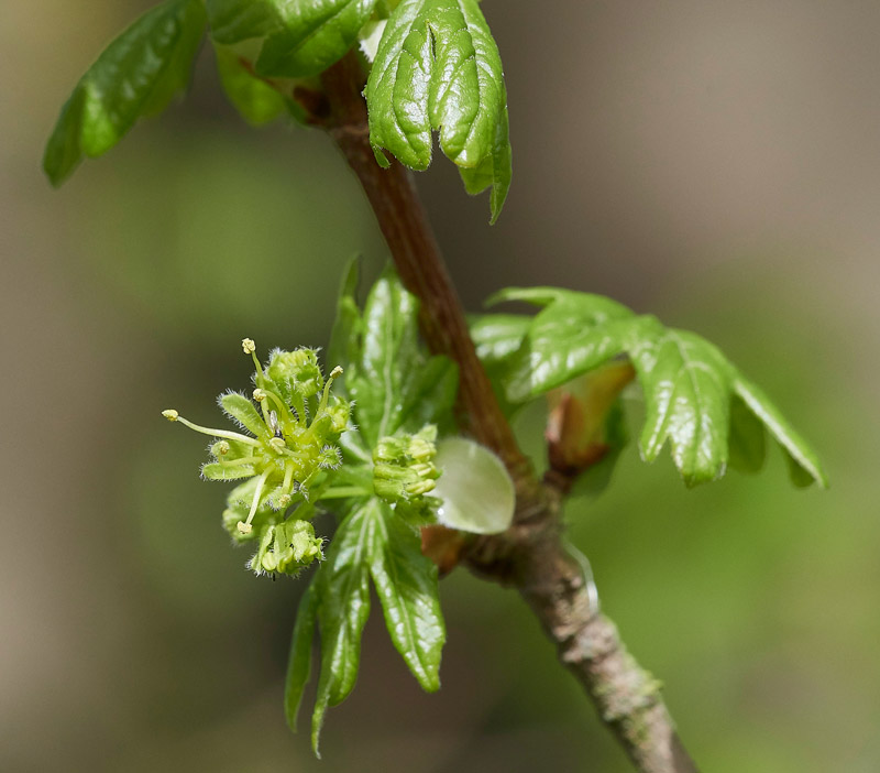 FieldMaple0504173