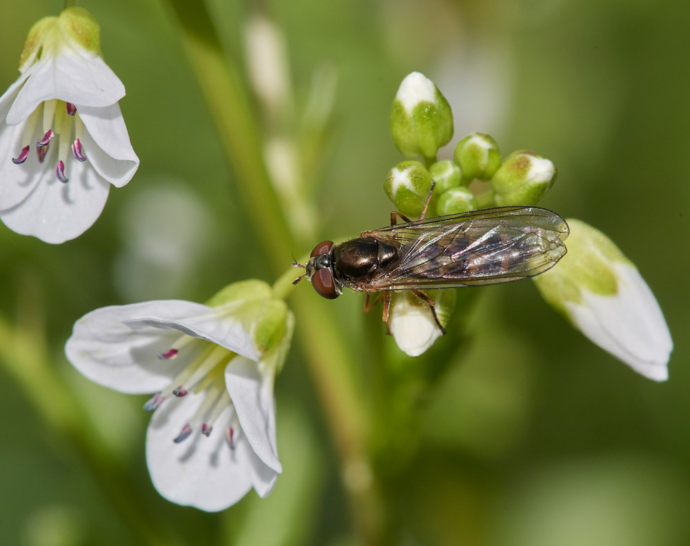 Fly1904171