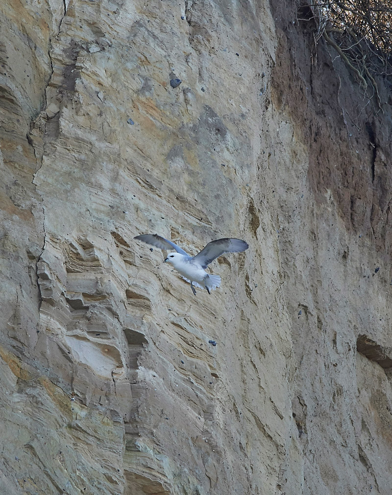 Fulmar2001171