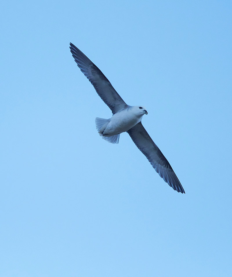 Fulmar2001173