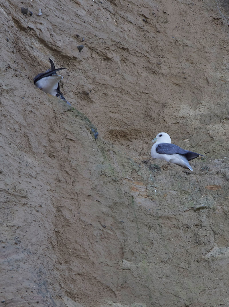 Fulmar2001175