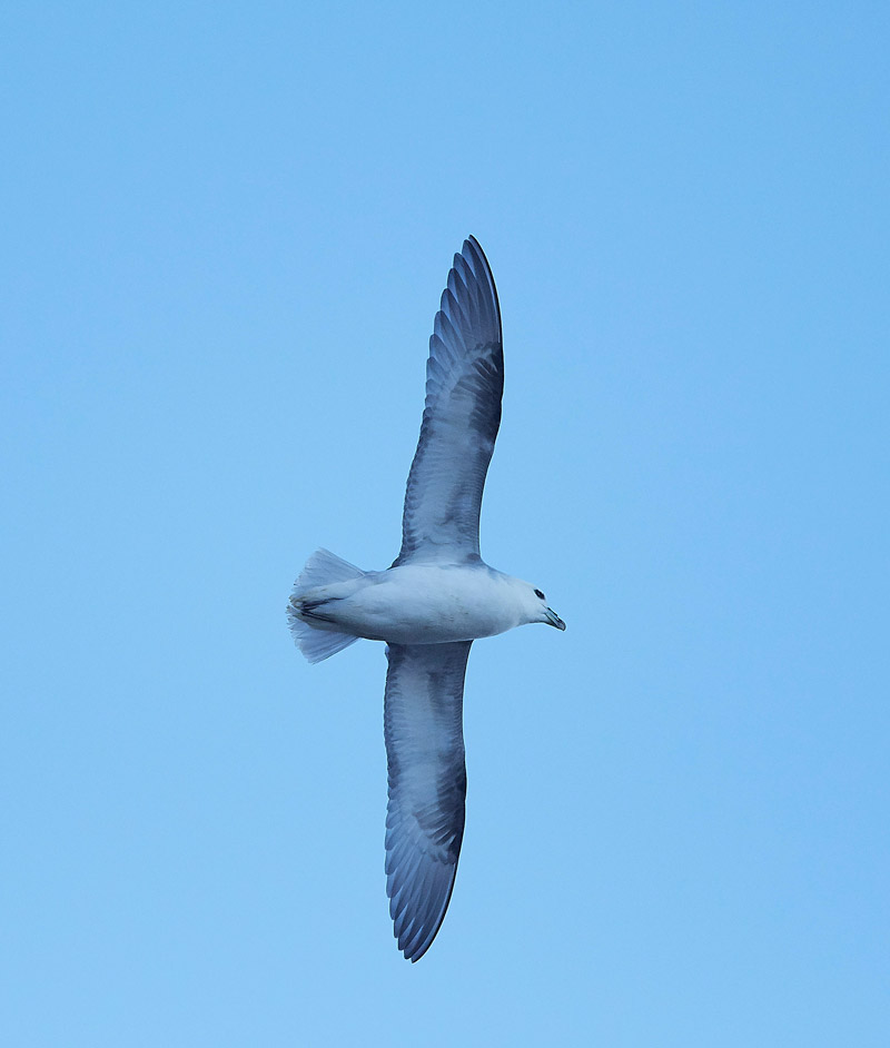 Fulmar2001176