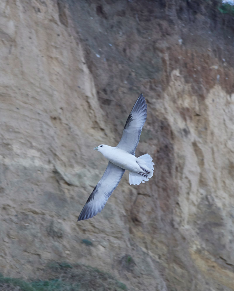 Fulmar2001177