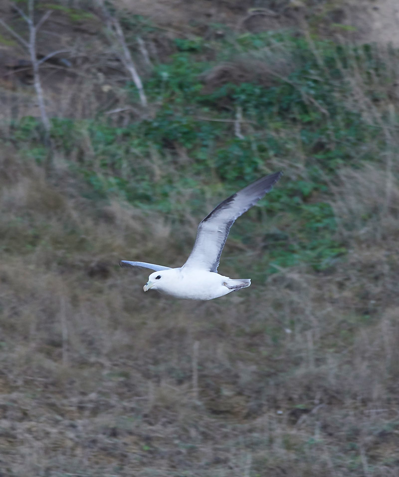 Fulmar2001178