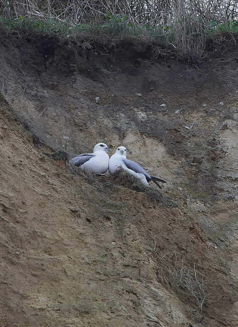 Fulmar2602172