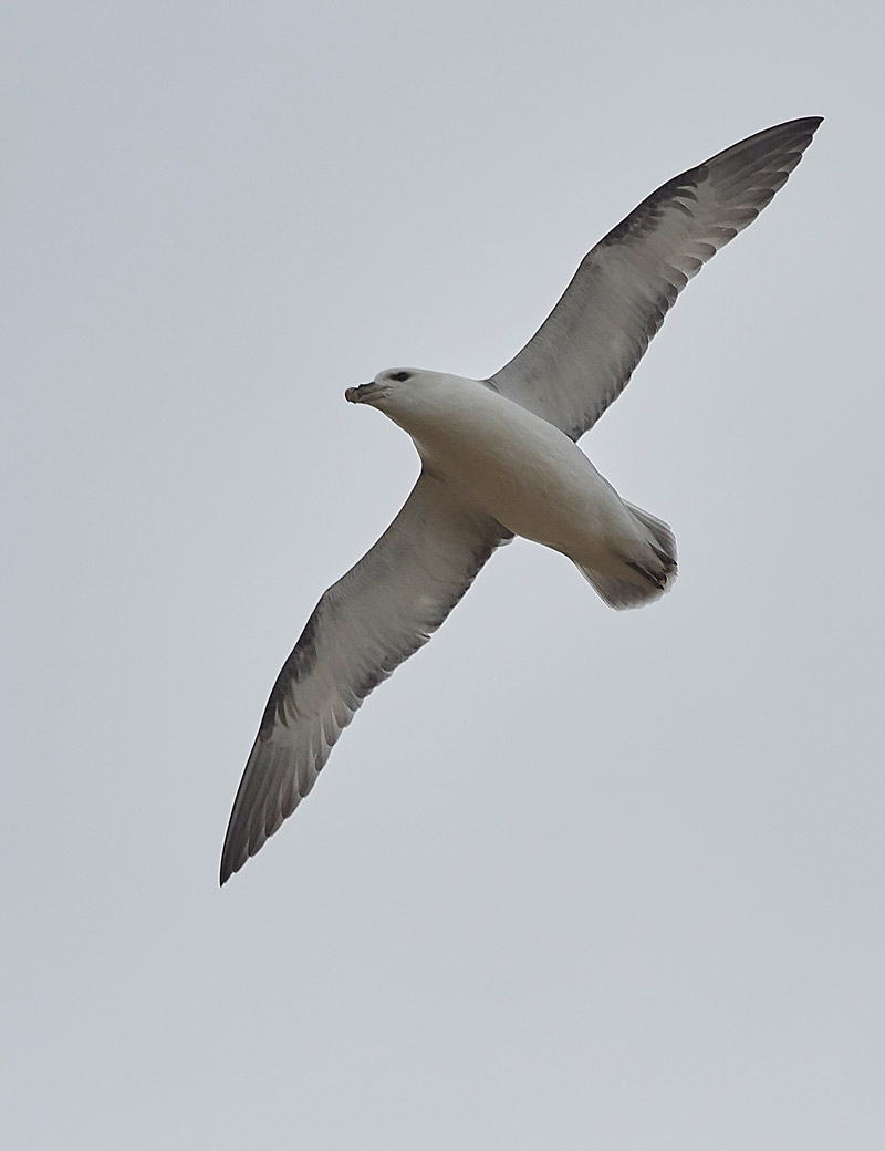 Fulmar2602173