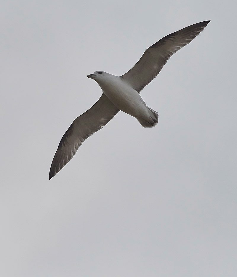 Fulmar2602174