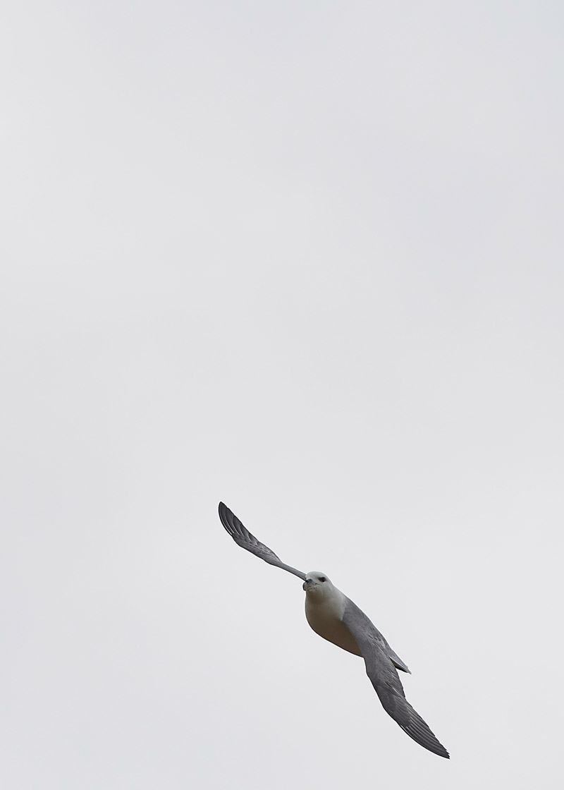 Fulmar2602175