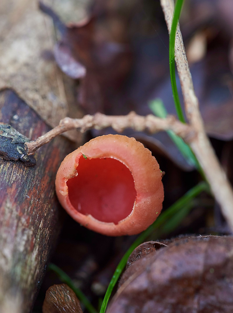 Fungi2402173