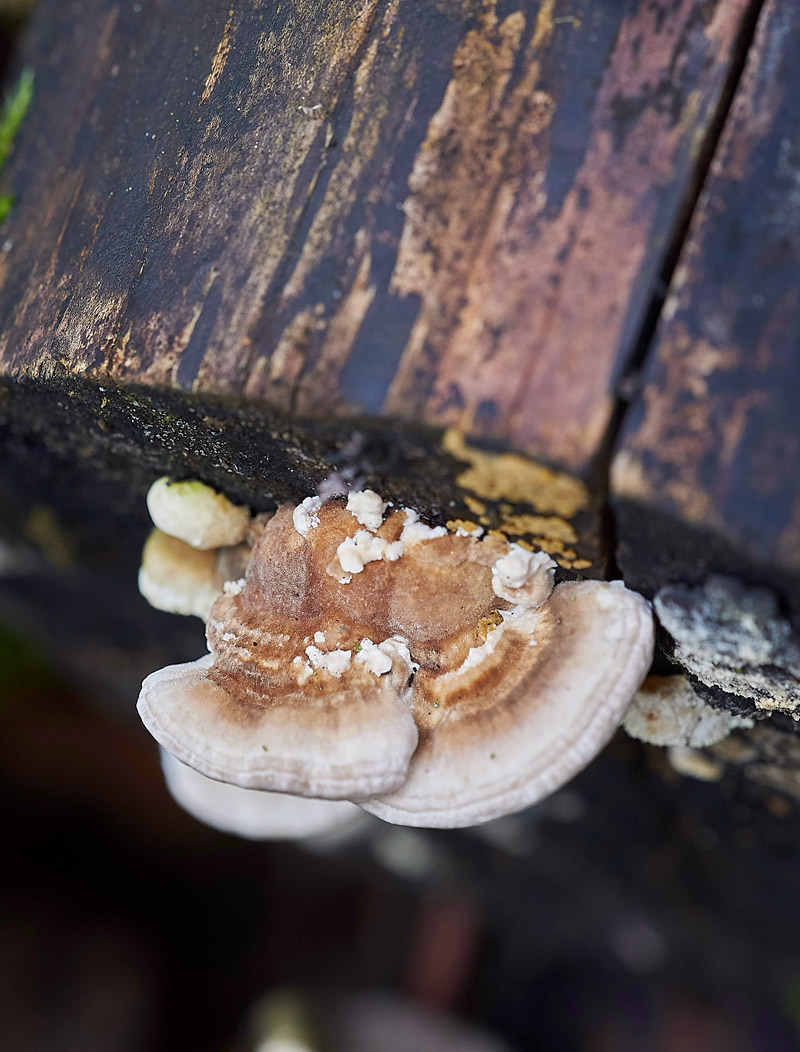 Fungi2402175