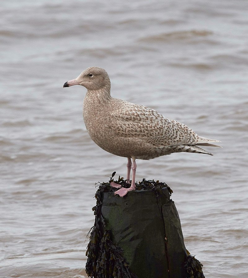 GlaucousGull0803171