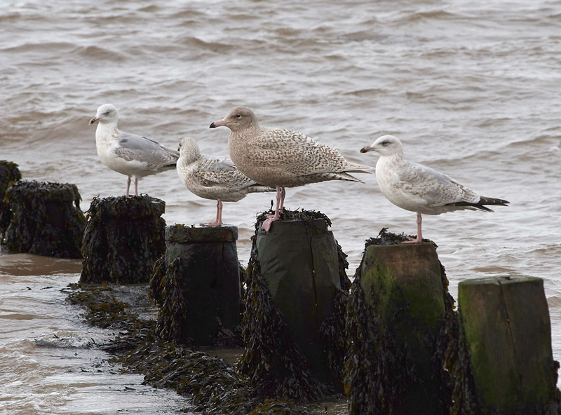 GlaucousGull08031710