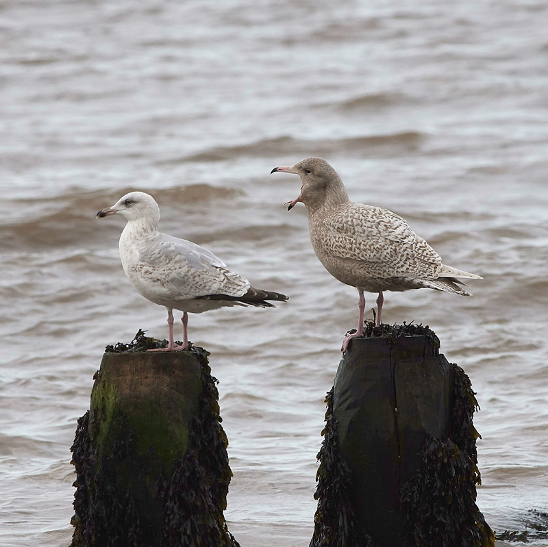 GlaucousGull08031711