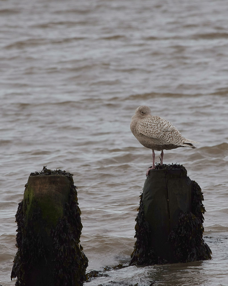 GlaucousGull08031712