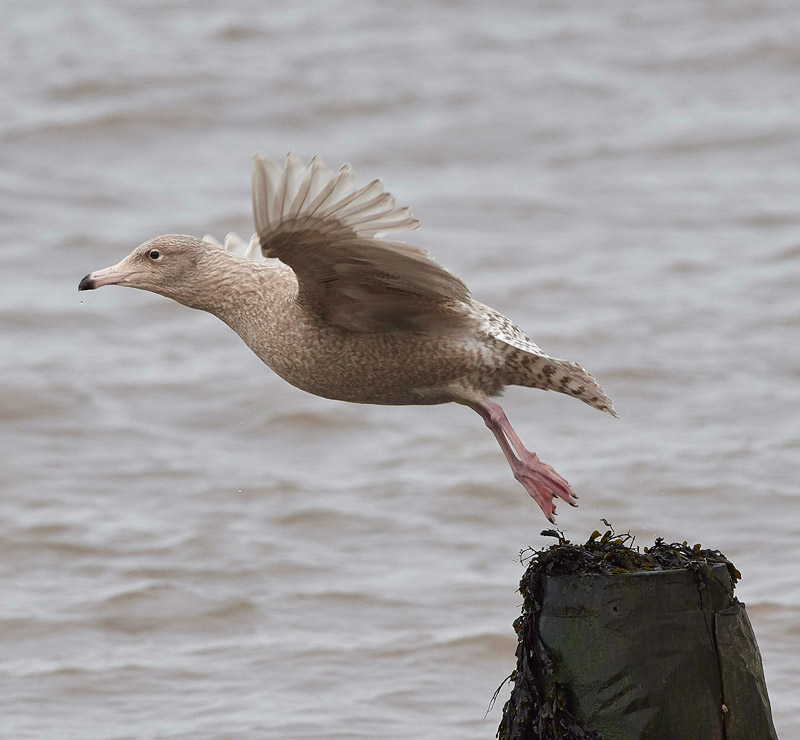 GlaucousGull0803172