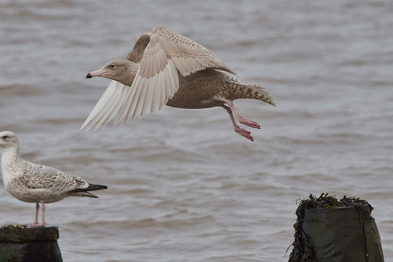 GlaucousGull0803174