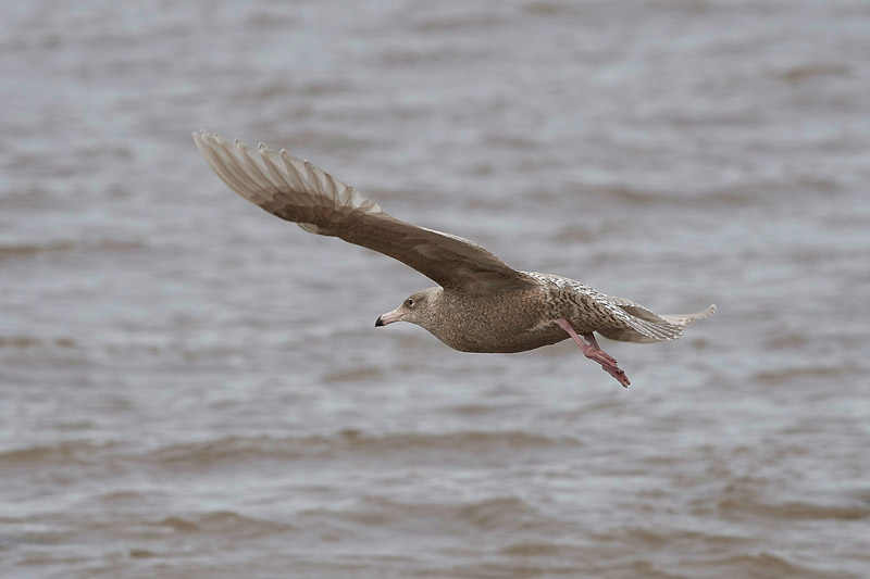 GlaucousGull0803175