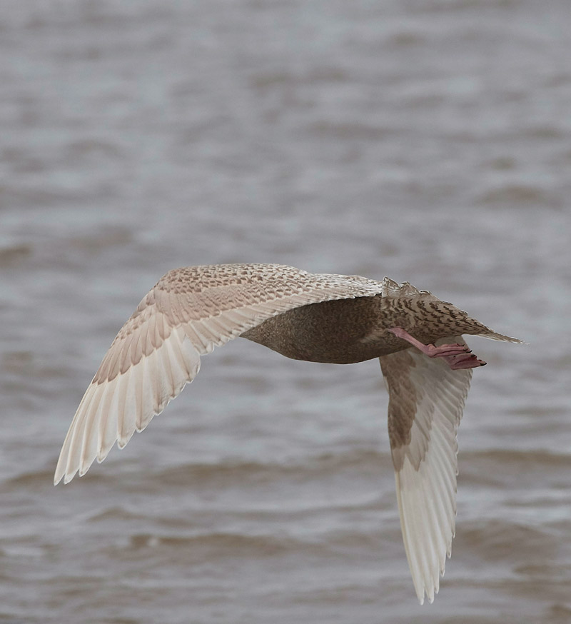 GlaucousGull0803176