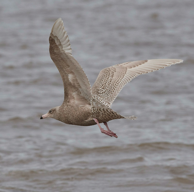 GlaucousGull0803177