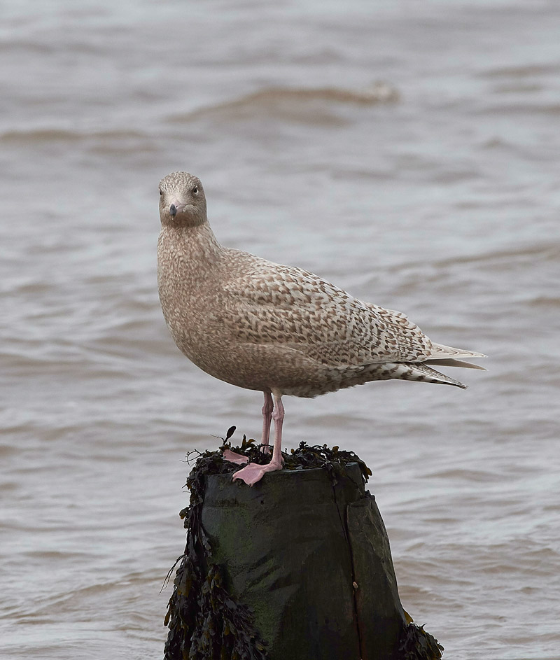 GlaucousGull0803179