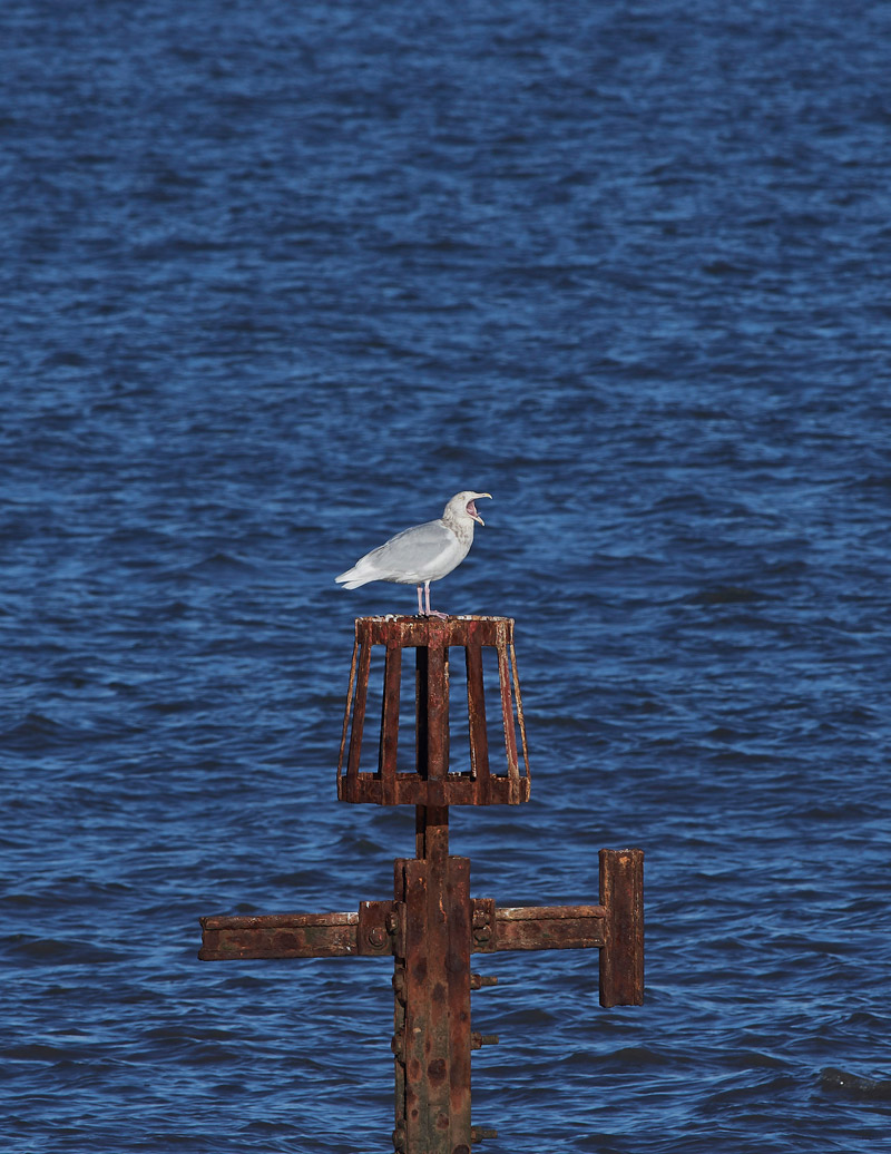 GlaucousGull2001171