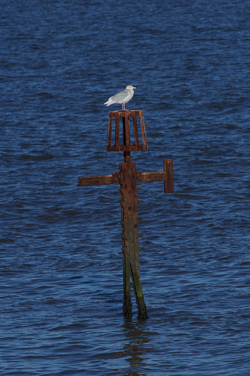 GlaucousGull2001172