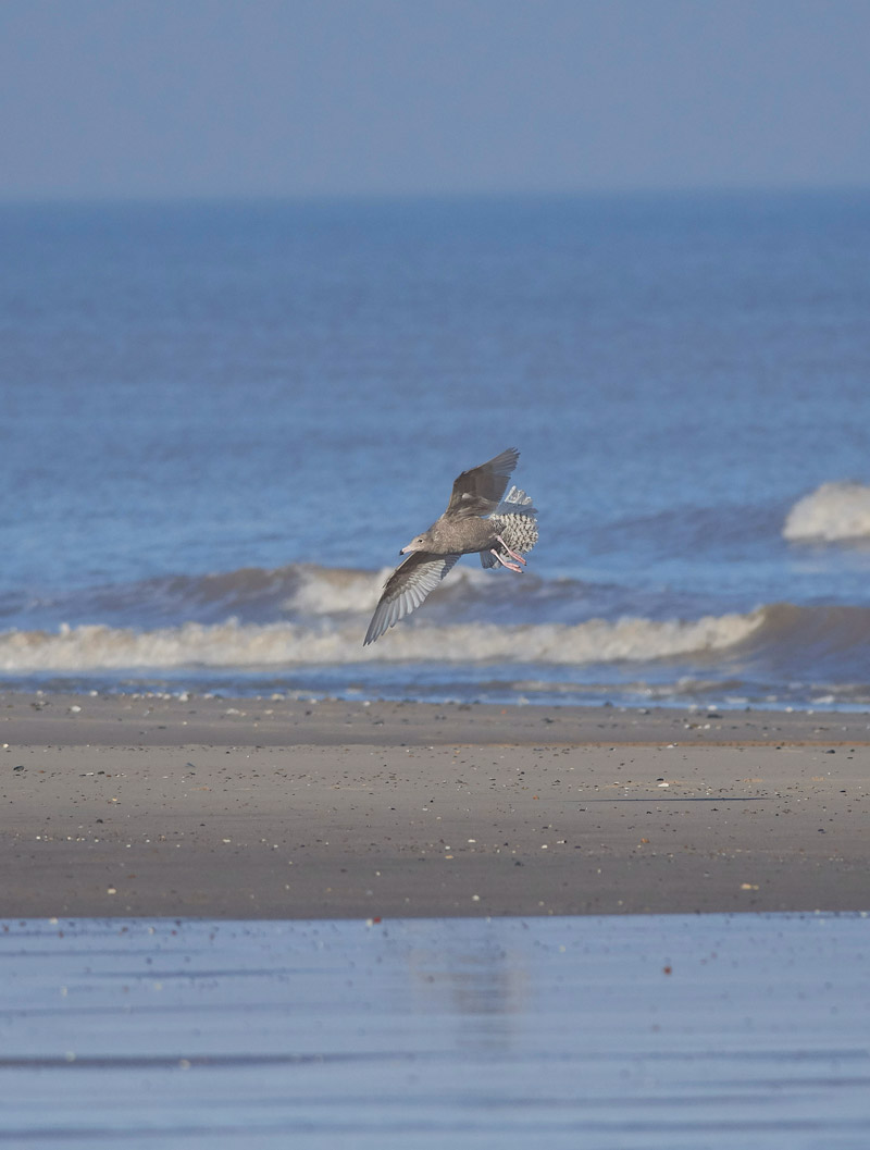 GlaucousGull2401171