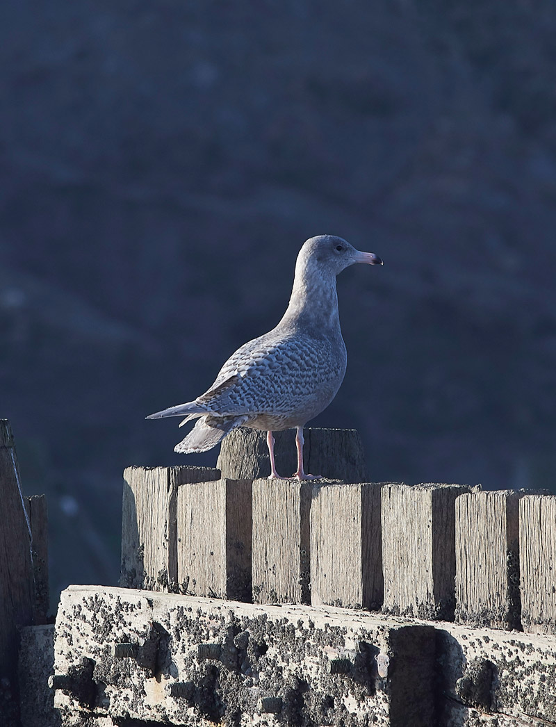 GlaucousGull24011710