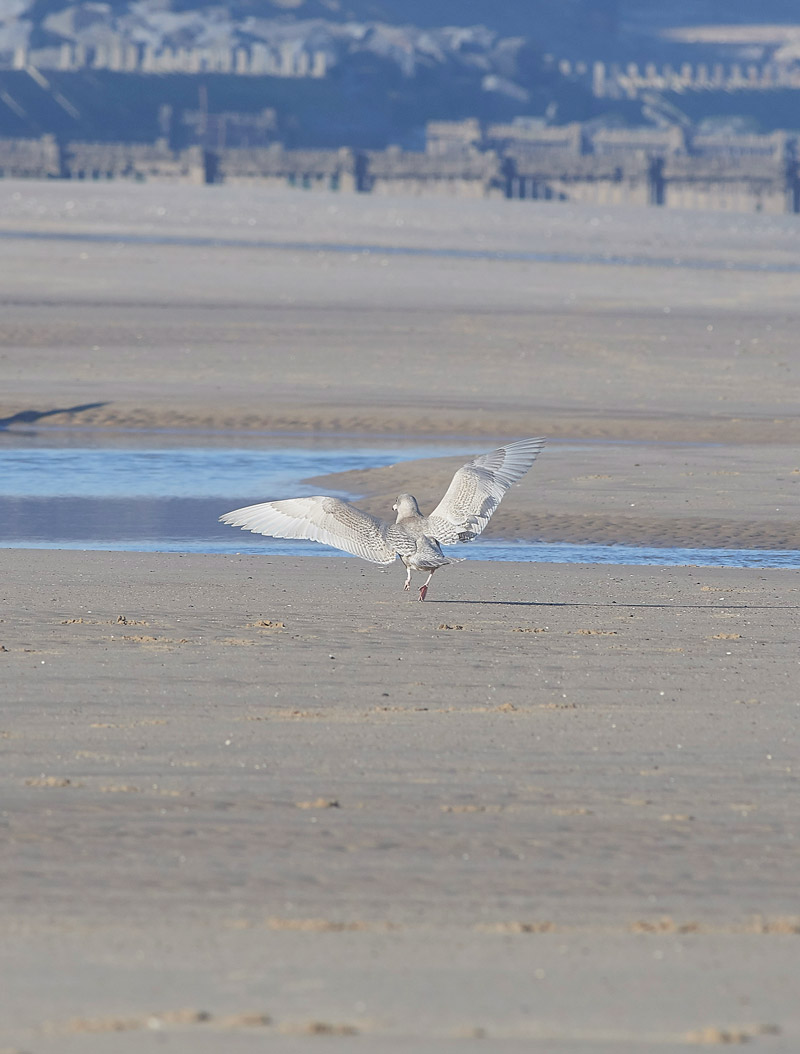 GlaucousGull24011711