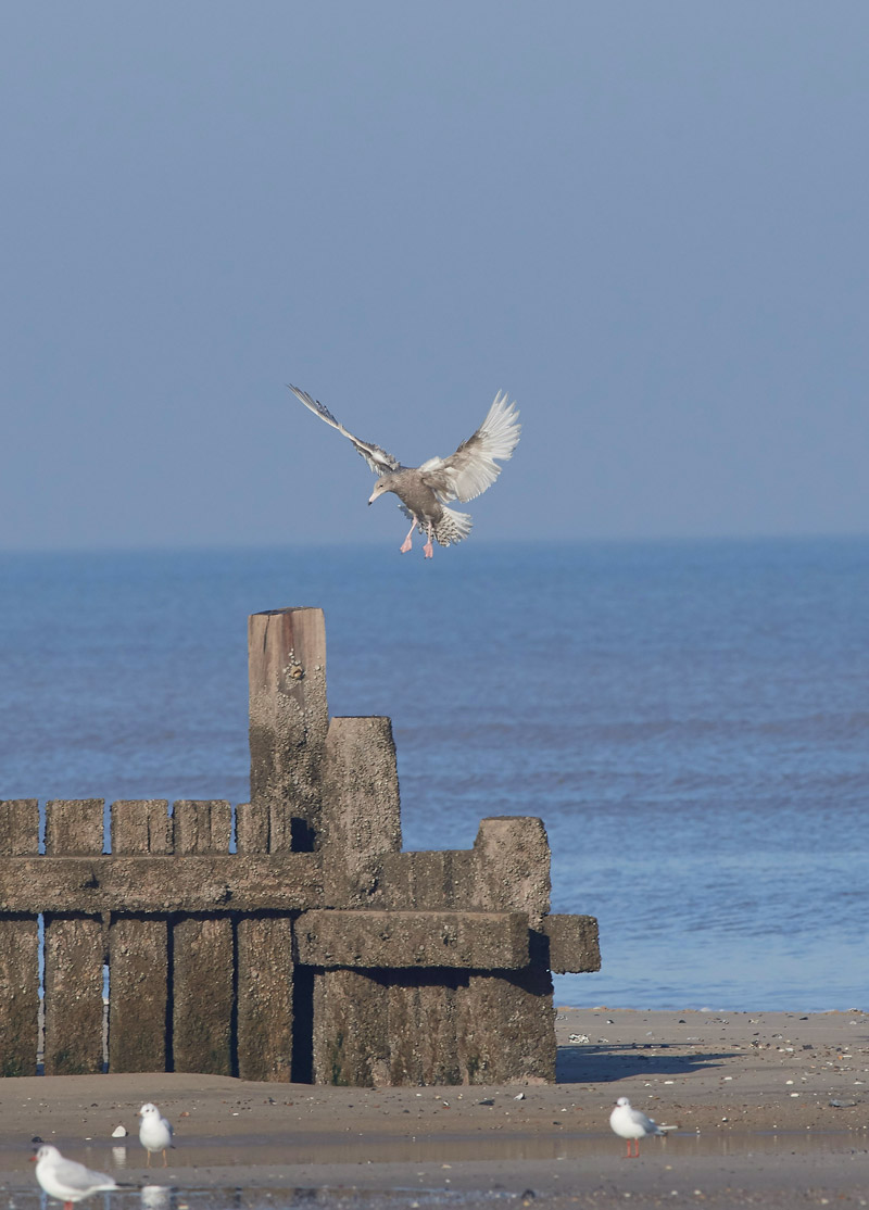 GlaucousGull2401172