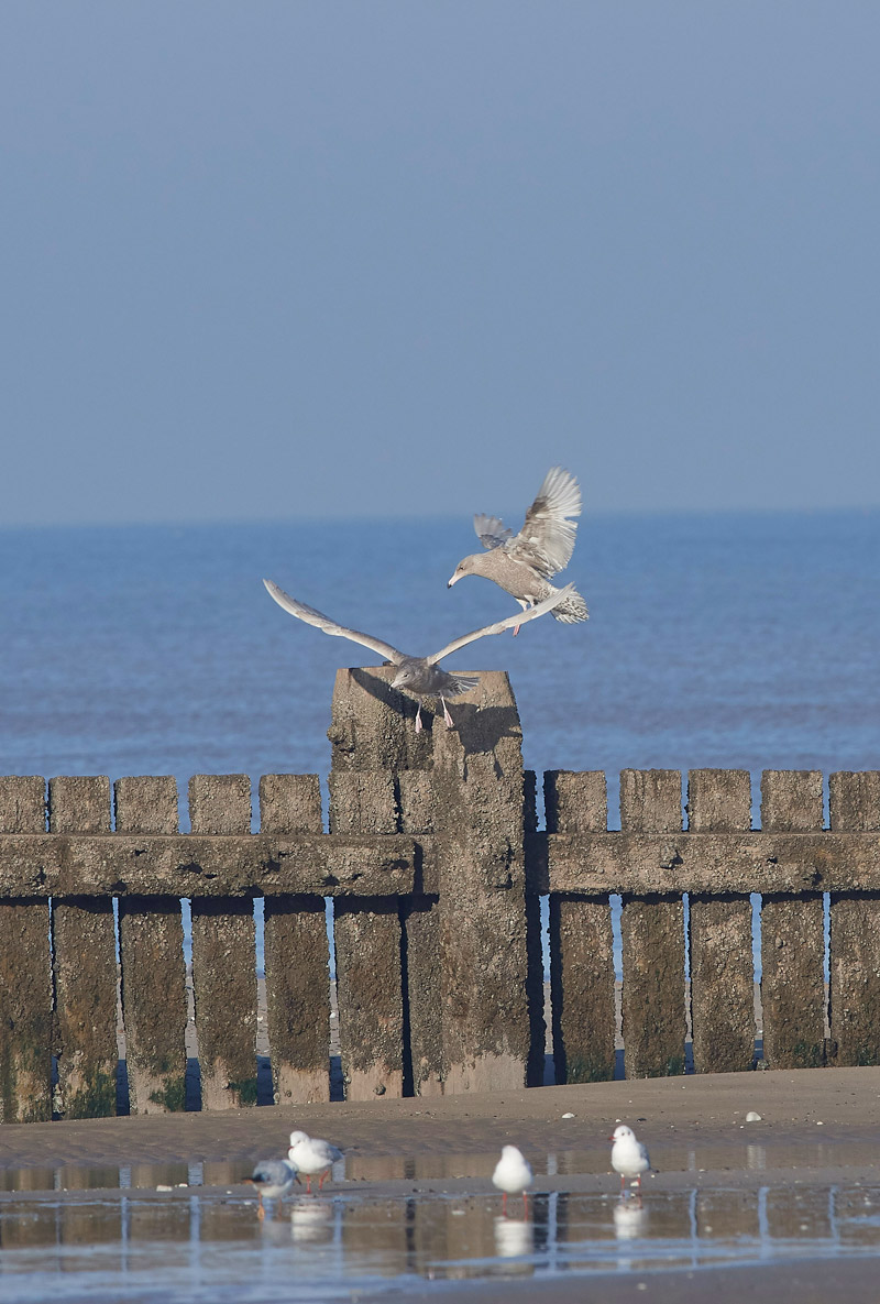 GlaucousGull2401173