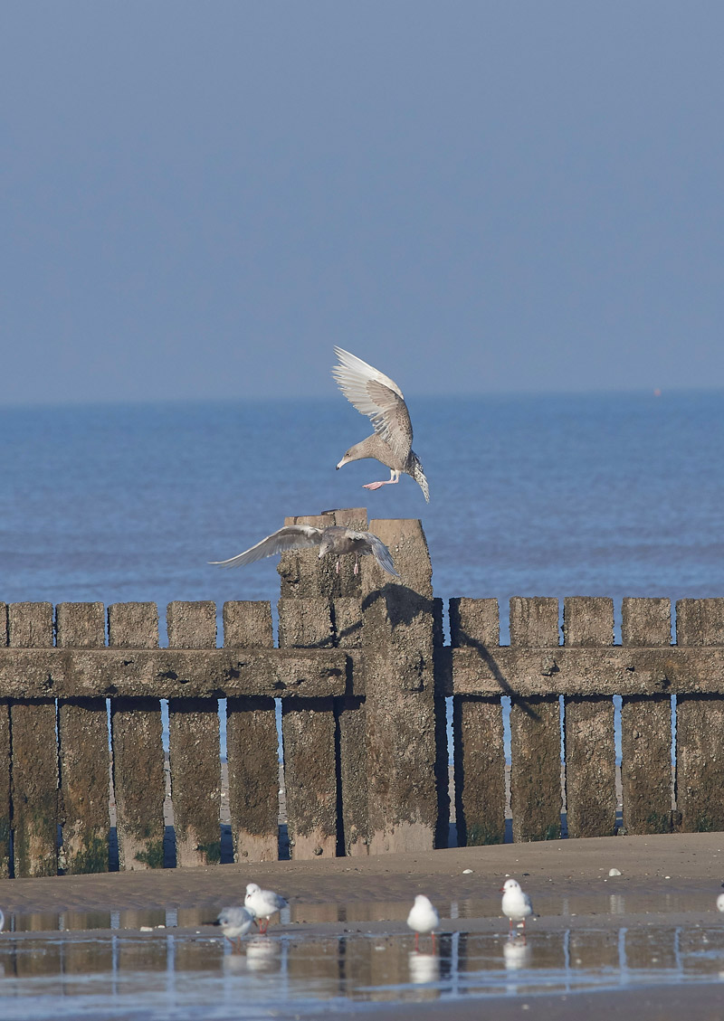 GlaucousGull2401174