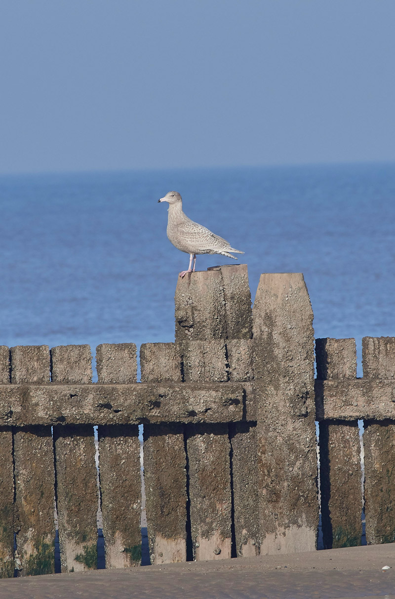 GlaucousGull2401175