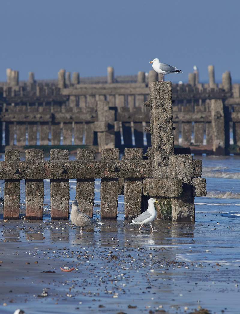 GlaucousGull2401178